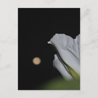 Mondflower-Karte Postkarte