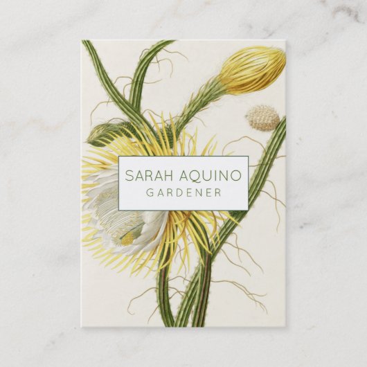 Mondlichtkaktus Visitenkarte (Vorderseite)