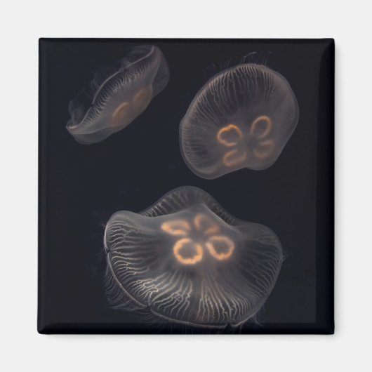 Mondqualle schwimmen magnet (Vorne)