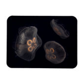 Mondqualle schwimmen magnet (Horizontal)