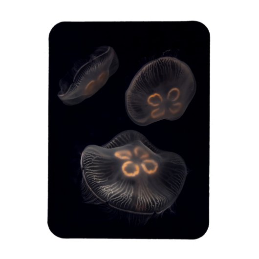 Mondqualle schwimmen magnet (Vertikal)