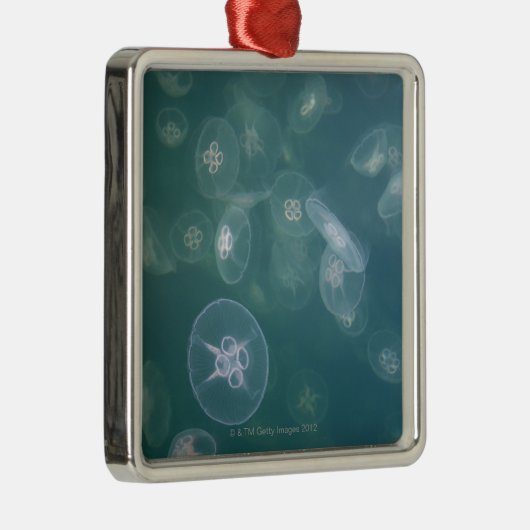 Mondquallen Silbernes Ornament (Rechts)