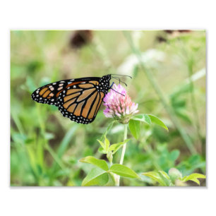 Mondschmetterling Fotodruck