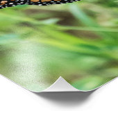 Mondschmetterling Fotodruck (Ecke)