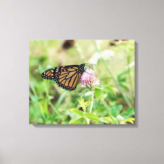 Mondschmetterling Leinwanddruck (Vorderseite)