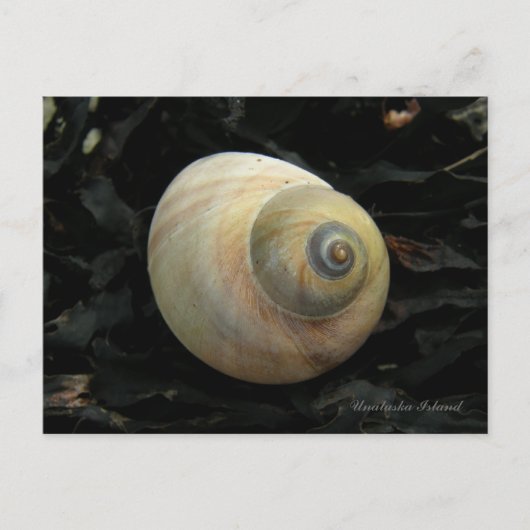 Mondseeinsel Seashell, Insel Unalaska Postkarte (Vorderseite)