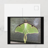Mondspanner-Postkarte Postkarte (Vorne/Hinten)