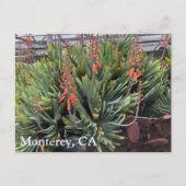 Moneterey Fan Aloe Plicatilis Post Card Postkarte (Vorderseite)