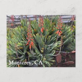 Moneterey Fan Aloe Plicatilis Post Card Postkarte
