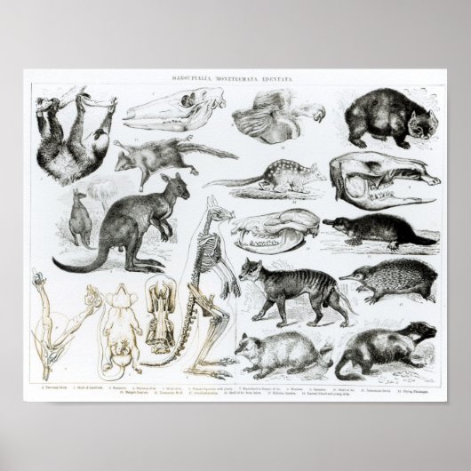 Monetremata, Edentata Poster (Vorne)