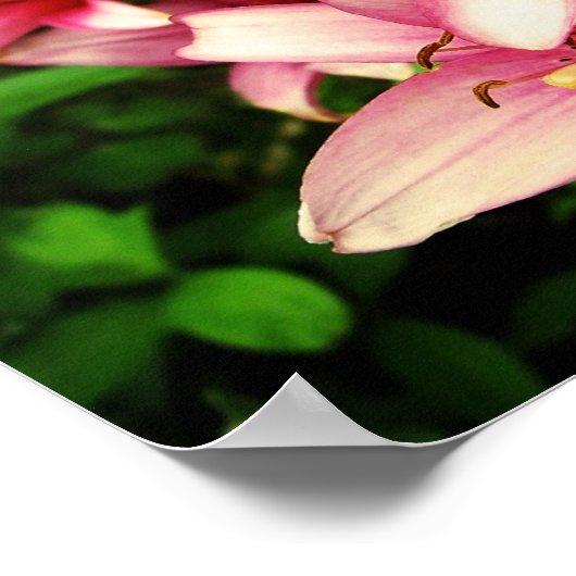 Moneymaker Lily Poster (Ecke)