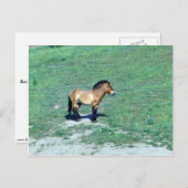 Mongolei (Przewalskii) Wildpferd Postkarte (Vorne/Hinten)