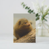 Mongoose a Tree Branch Postkarte (Stehend Vorderseite)