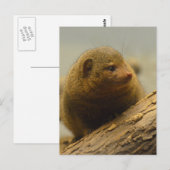 Mongoose a Tree Branch Postkarte (Vorne/Hinten)