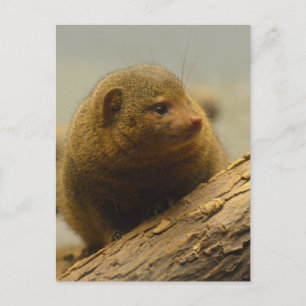 Mongoose a Tree Branch Postkarte