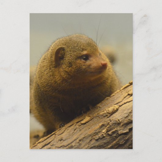 Mongoose a Tree Branch Postkarte (Vorderseite)