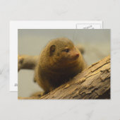 Mongoose a Tree Branch Postkarte (Vorne/Hinten)