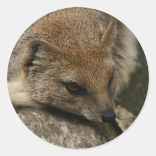 Mongoose Closeup-Aufkleber Runder Aufkleber