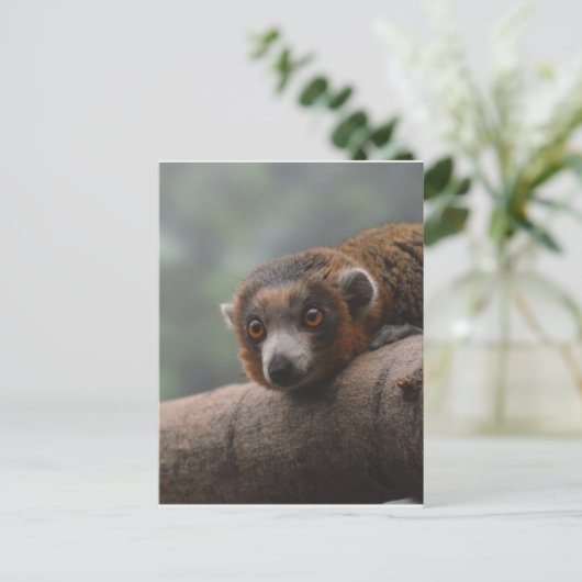 Mongoose Lemur Postkarte (Stehend Vorderseite)