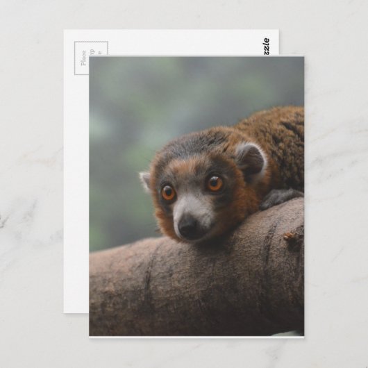Mongoose Lemur Postkarte (Vorne/Hinten)