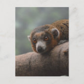 Mongoose Lemur Postkarte (Vorderseite)