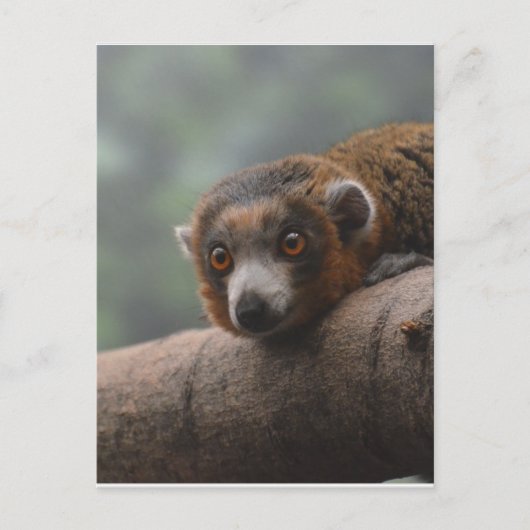 Mongoose Lemur Postkarte (Vorderseite)