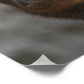 Mongoose Poster (Ecke)