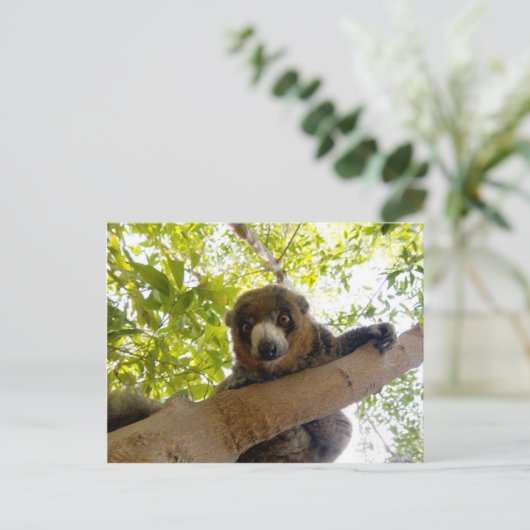 Mongoose Postkarte (Stehend Vorderseite)