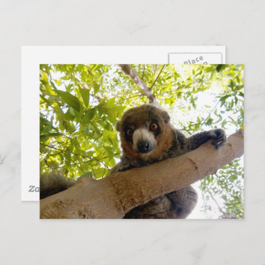 Mongoose Postkarte (Vorne/Hinten)
