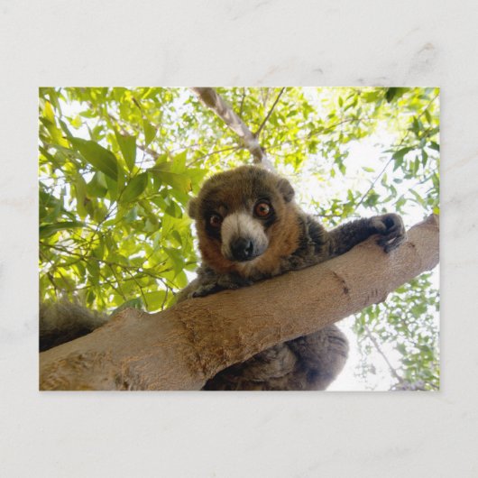 Mongoose Postkarte (Vorderseite)