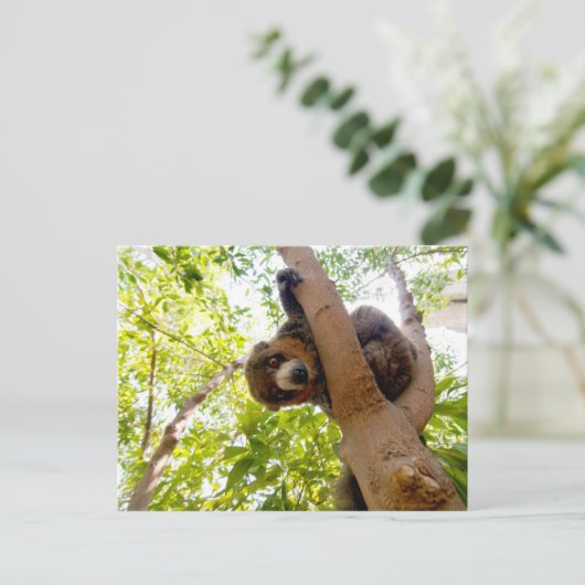 Mongoose Postkarte (Stehend Vorderseite)