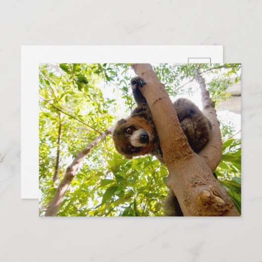 Mongoose Postkarte (Vorne/Hinten)