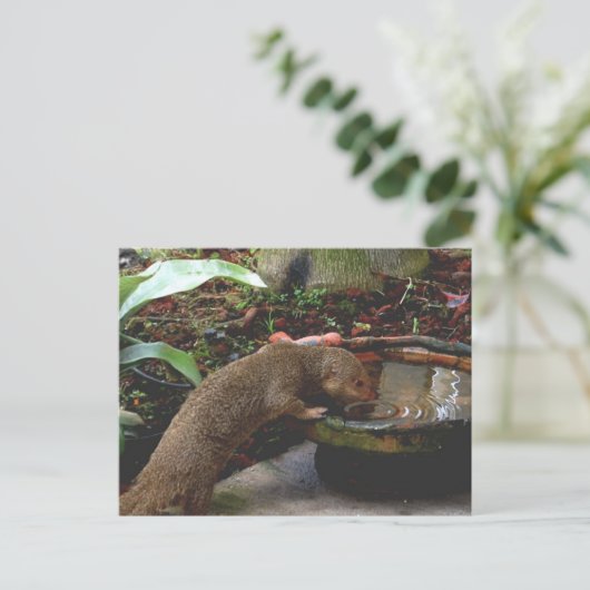 Mongoose Wildlife Happy Hour Postkarte (Stehend Vorderseite)
