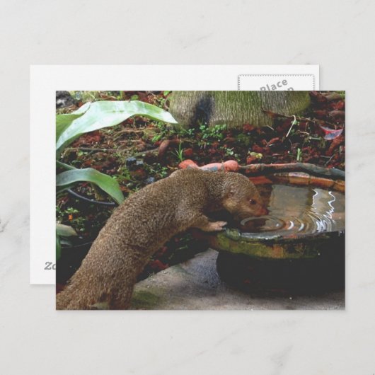 Mongoose Wildlife Happy Hour Postkarte (Vorne/Hinten)