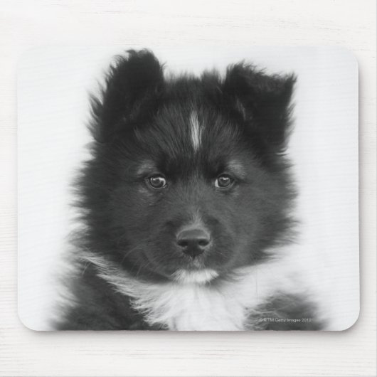 Mongrel Dog, Studio Shot Mousepad (Vorne)
