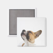 Mongrel-Welpe Magnet (Vorderseite/Rückseite)