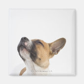 Mongrel-Welpe Magnet (Vorne)