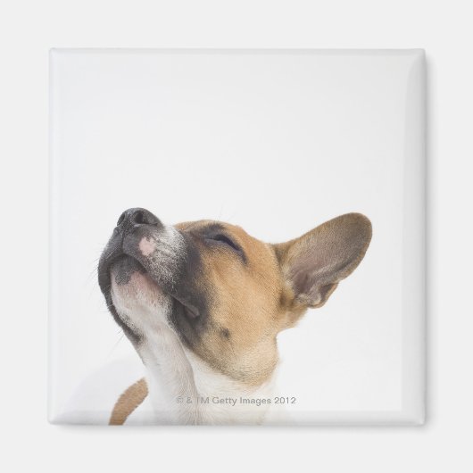 Mongrel-Welpe Magnet (Vorne)