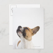 Mongrel-Welpe Postkarte (Vorne/Hinten)