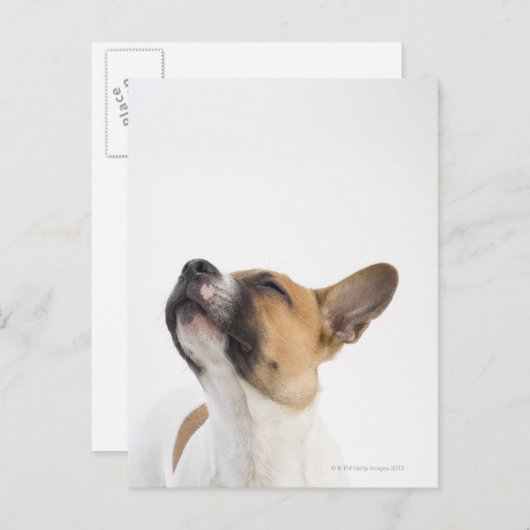 Mongrel-Welpe Postkarte (Vorne/Hinten)