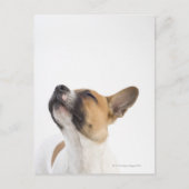 Mongrel-Welpe Postkarte (Vorderseite)