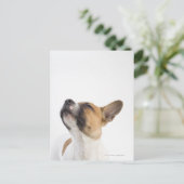 Mongrel-Welpe Postkarte (Stehend Vorderseite)