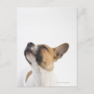 Mongrel-Welpe Postkarte