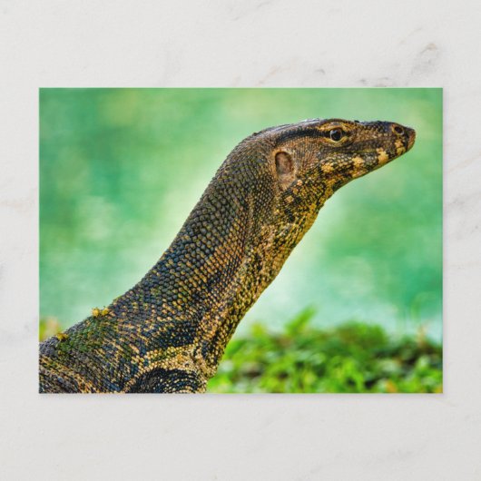 Monitor Lizard Postkarte (Vorderseite)