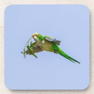 Monk Parakeet im Rio Grande Tal Getränkeuntersetzer