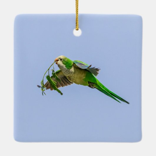 Monk Parakeet im Rio Grande Tal Keramikornament (Rückseite)