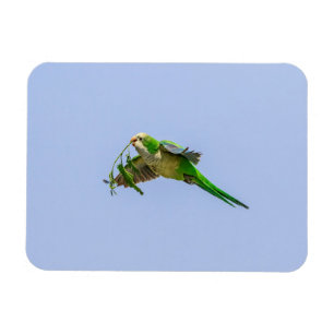 Monk Parakeet im Rio Grande Tal Magnet