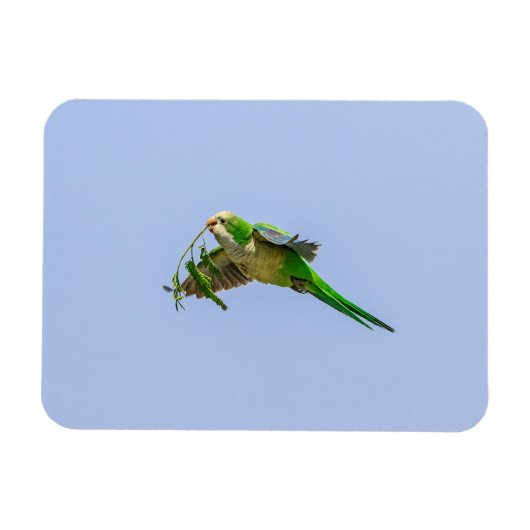 Monk Parakeet im Rio Grande Tal Magnet (Horizontal)