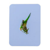 Monk Parakeet im Rio Grande Tal Magnet (Vertikal)