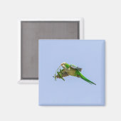 Monk Parakeet im Rio Grande Tal Magnet (Vorderseite/Rückseite)